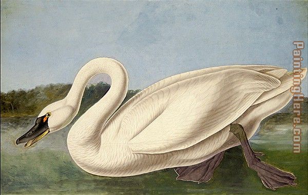 Common American Swan painting - John James Audubon Common American Swan art painting